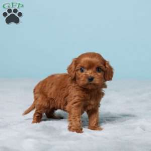 Diamond, Cavapoo Puppy